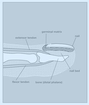 Fingernail Deformity