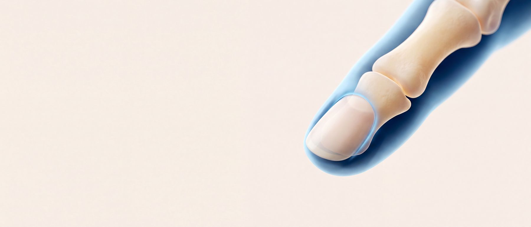 A three-dimensional illustration of a fingertip with the nail intact and the rim of tissue around it lit in blue.