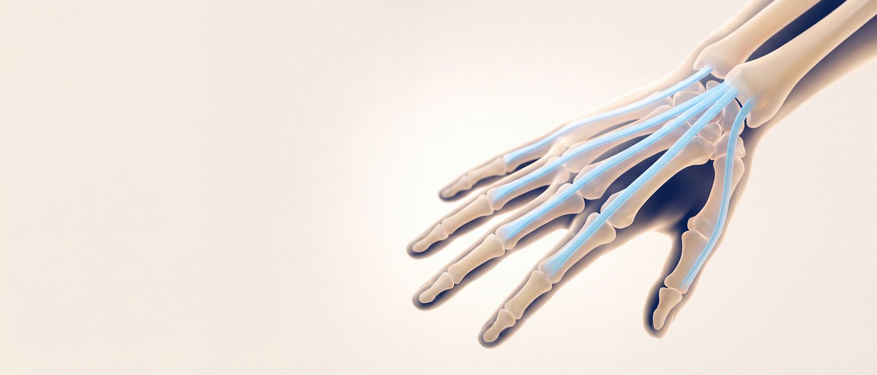 A three-dimensional illustration of the long tendons on the back of the hand, fanning from the wrist to each finger, lit in blue.