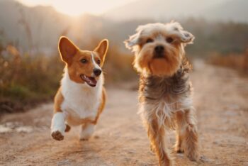 dog friendly places in dallas, tx