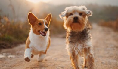 Dog-Friendly Places in Dallas, TX