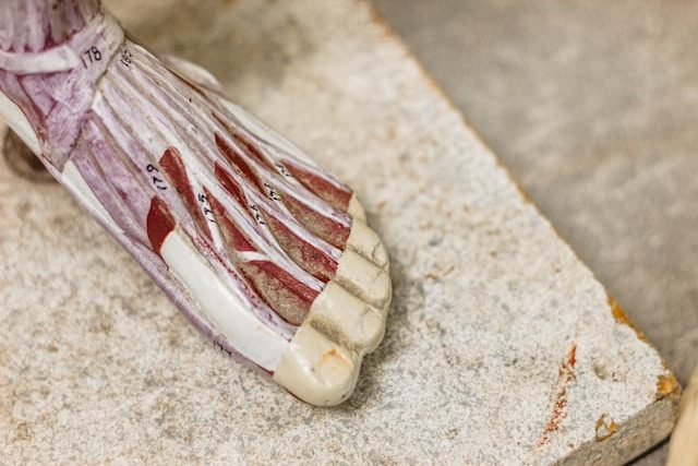 An anatomical model of a foot with the tendons and ligaments painted in, resting on a stone slab.