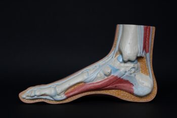 What Is a Tendon? illustration