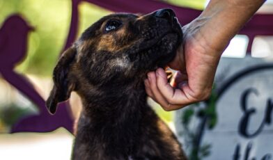 The Best Animal Shelters in Dallas, TX